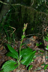 Liparis sootenzanensis