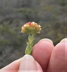 Crassula subulata fastigiata