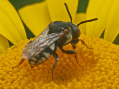 Epeolus variegatus