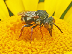 Epeolus variegatus