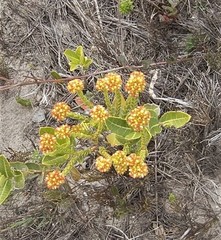 Crassula subulata fastigiata