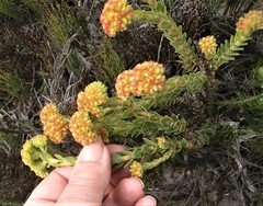 Crassula subulata fastigiata