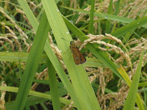 Polytremis pellucida