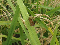 Polytremis pellucida