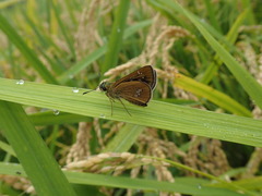 Polytremis pellucida