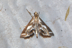 Chrysendeton imitabilis