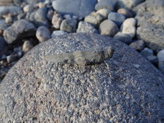 Eusphingonotus japonicus