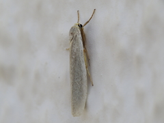 Eilema interpositella