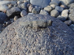 Eusphingonotus japonicus