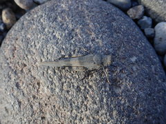 Eusphingonotus japonicus