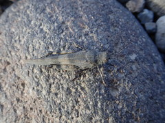 Eusphingonotus japonicus