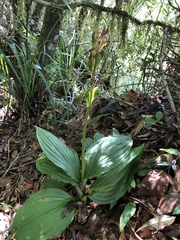 Liparis sootenzanensis