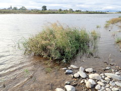 Phragmites japonicus