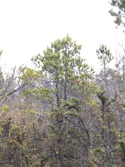 Pinus contorta bolanderi