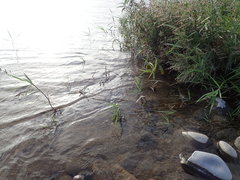 Phragmites japonicus