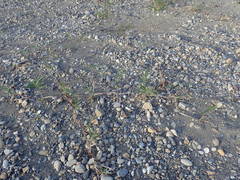 Phragmites japonicus