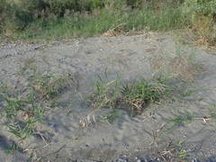 Phragmites japonicus