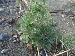 Artemisia capillaris