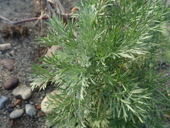 Artemisia capillaris