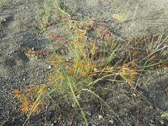 Cyperus amuricus