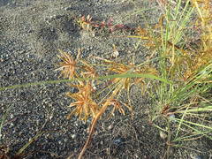 Cyperus amuricus