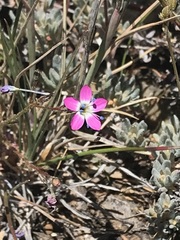 Gilia leptantha