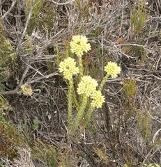 Crassula subulata fastigiata