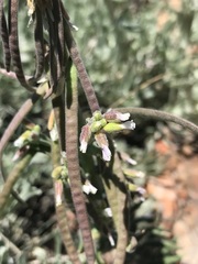 Boechera puberula