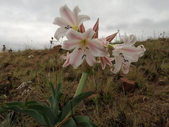 Crinum macowanii