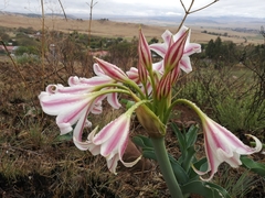 Crinum macowanii