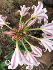 Crinum macowanii