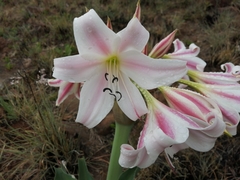 Crinum macowanii