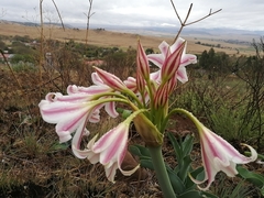 Crinum macowanii