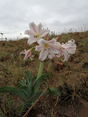 Crinum macowanii