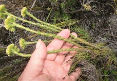Crassula subulata fastigiata