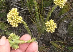 Crassula subulata fastigiata