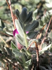 Oxytropis tragacanthoides