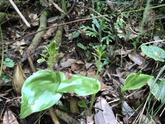 Liparis cordifolia