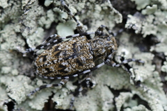 Aegomorphus clavipes