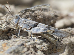 Sphingonotus lluciapomaresi