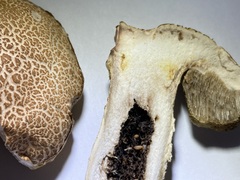 Leccinellum rugosiceps