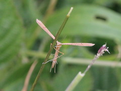 Stenoptilia pterodactyla