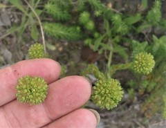 Crassula subulata fastigiata