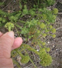 Crassula subulata fastigiata