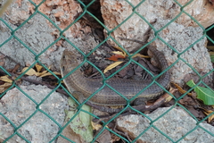 Broadleysaurus major