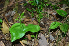 Liparis cordifolia