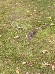 Sciurus carolinensis