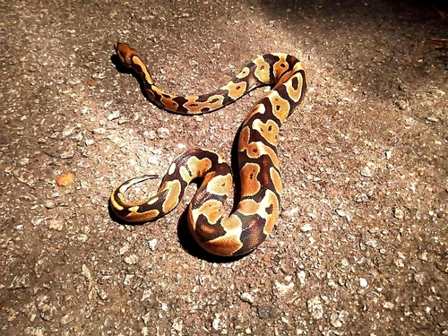Ball Python