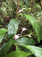 Phaius mishmensis