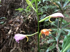 Phaius mishmensis